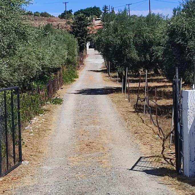 Olive Grove Cottage Skalani Knossós Eksteriør billede