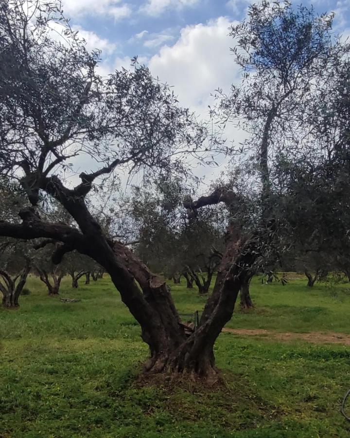 Olive Grove Cottage Skalani Knossós Eksteriør billede