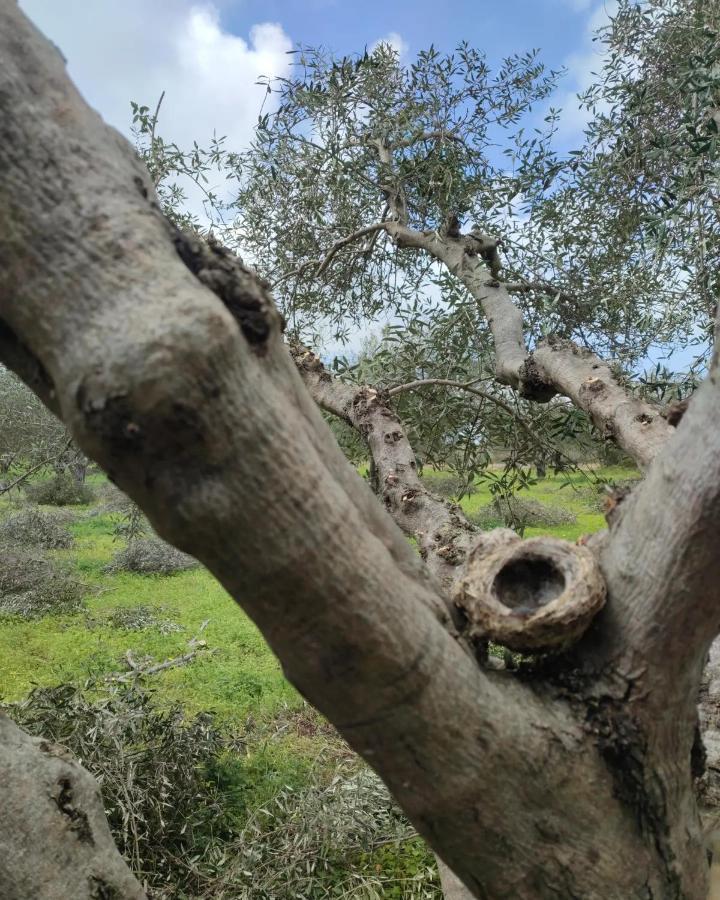 Olive Grove Cottage Skalani Knossós Eksteriør billede